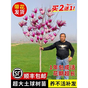 һ�����l���m�����玧����������������ͥԺ�ͺ�����ֲ����B���