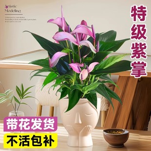 Xiangfei Qizu Purple Palm Potted Plant with White Palm, Smooth Sailing, Hydroponic Plant, Small Leaf Anthurium, Indoor Florals and Green Plants