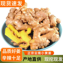 正宗小黄姜老生姜种芽9斤整箱高山农家新鲜蔬菜月子姜辛辣生发代