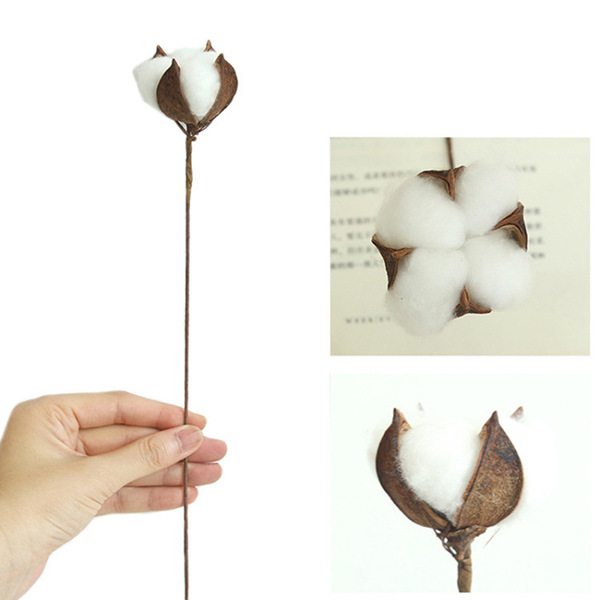 Single stem of dry cotton