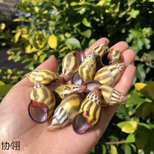 ΁ţ����Ȼ����ؐ���Sɫ�����ݘ˱��ݼľ�з��Q���~��ˮ���쾰