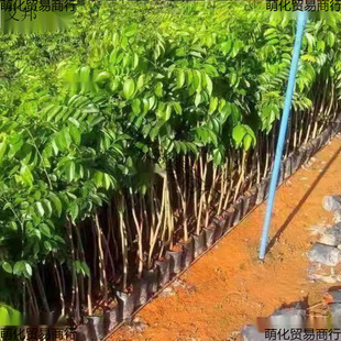 10�w�b��z�ľ����骳����M�ڳ��������̴���S̴С�~�E�