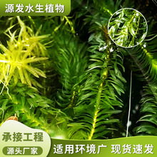 水生植物轮叶黑藻狐尾藻金鱼藻基地批发挺水植物现货现发沉水植物