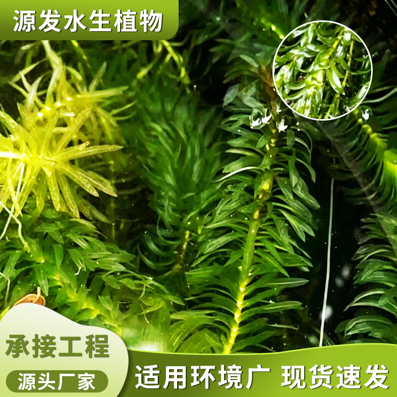Aquatic plants Hydrilla verticillata Myriophyllum hornwort base…