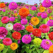 丸粒化花种籽子七彩重瓣百日菊花种子四季开花步步高花籽庭院室外