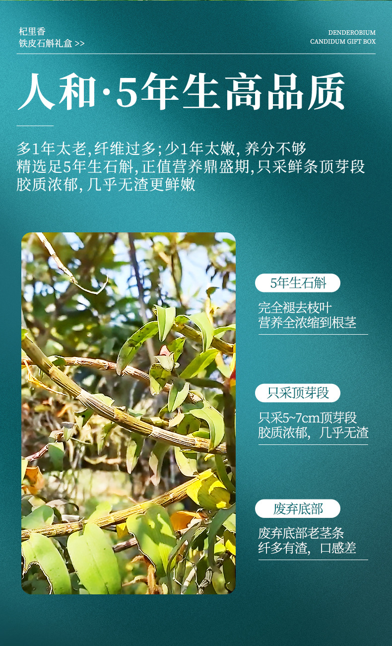 Dried Tiepi Shihu Dendrobium Fengdou 250g Gift Box Five Year Cultivated Zhejiang Origin quality and texture