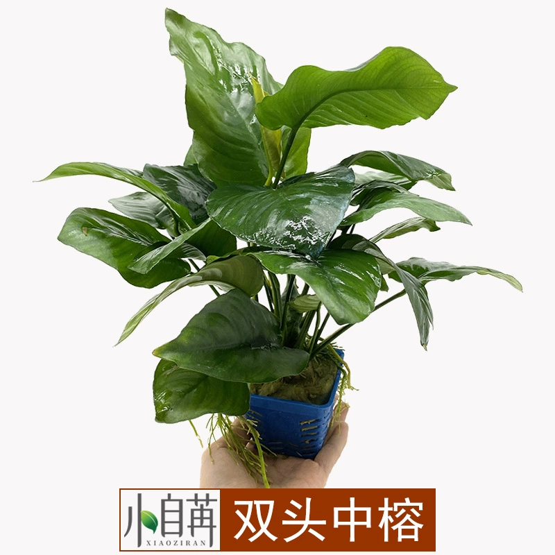 Двуглавый Средний баньян Водный баньян Водная трава живая оптом аквариум озеленение настоящая водная Трава Аквариум декоративное украшение отрицательный Хороший