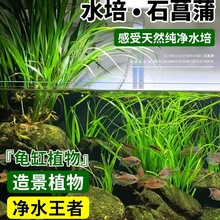 水培石菖蒲苗鱼池龟缸造景水草好养易活盆栽养龟绿植附石四季常青