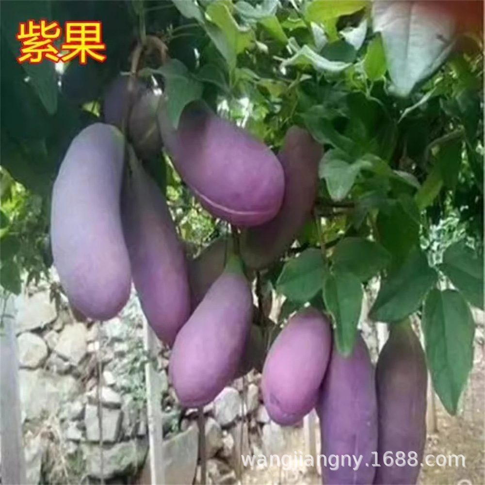 批发香蜜瓜果树苗无籽八月炸瓜苗四季种植三叶木通南方八月瓜树苗