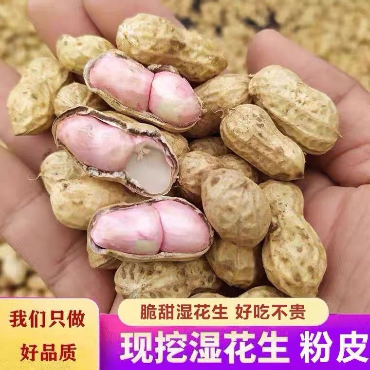 生花生新鮮現挖帶殼帶泥新鮮濕農家自種紅皮新鮮帶殼生吃廠家批發