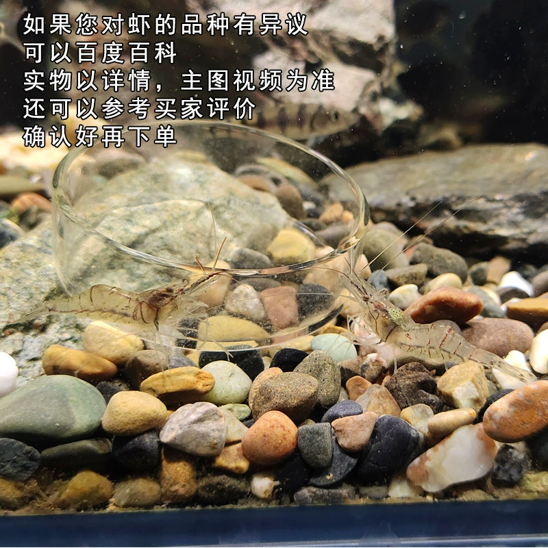 Aquatic Algae-Eating White Shrimp for Freshwater Tanks, Sizes 2–5 cm, Multiple Pack Options