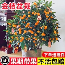 ��ۘ����Կ�ʳ�Î���������l؛�͏d�������٘����҃��̨�Nֲ