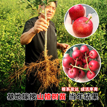 ɽ高����޽���t���Ϸ������Nֲ������ش�o�Ѯ���Y��ɽ���