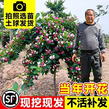 五彩锦带花树苗庭院耐寒耐旱地栽花卉苗木红王子锦带花苗灌木植物