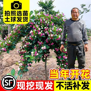 Colorful Weeping Willow Saplings, Courtyard Cold-Resistant and Drought-Resistant Ground Flower Seedlings, Red Prince Weeping Willow Saplings, Shrub Plants