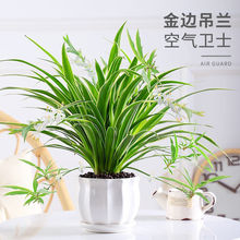 金边吊兰植物室内好养花卉盆栽吸除去桌面小绿植甲醛水养水培垂吊