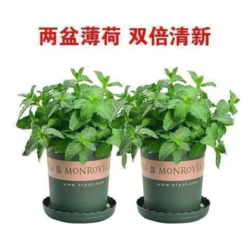 Original soil mint + gallon pot + fertilizer [two pots]