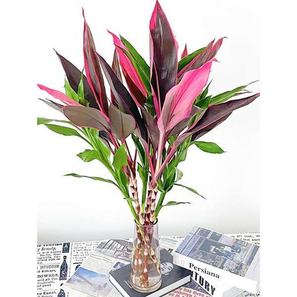 Lucky Bamboo Flowers and Plants Potted in Water to Purify the Air…