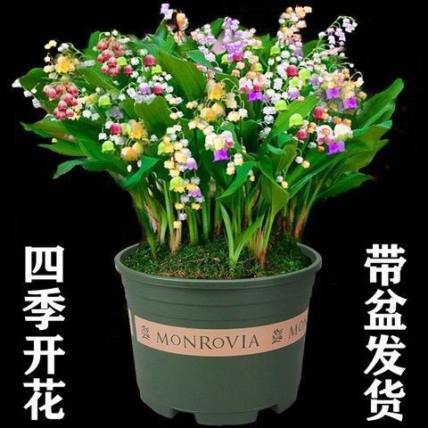 一件代发玲兰植物四季开花带芽铃兰花根净化空气浓香型铃兰盆栽花