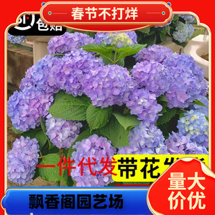 һ�����l�������Ԏ�������o�M���f�A�R�͕�W��ľ�������r����