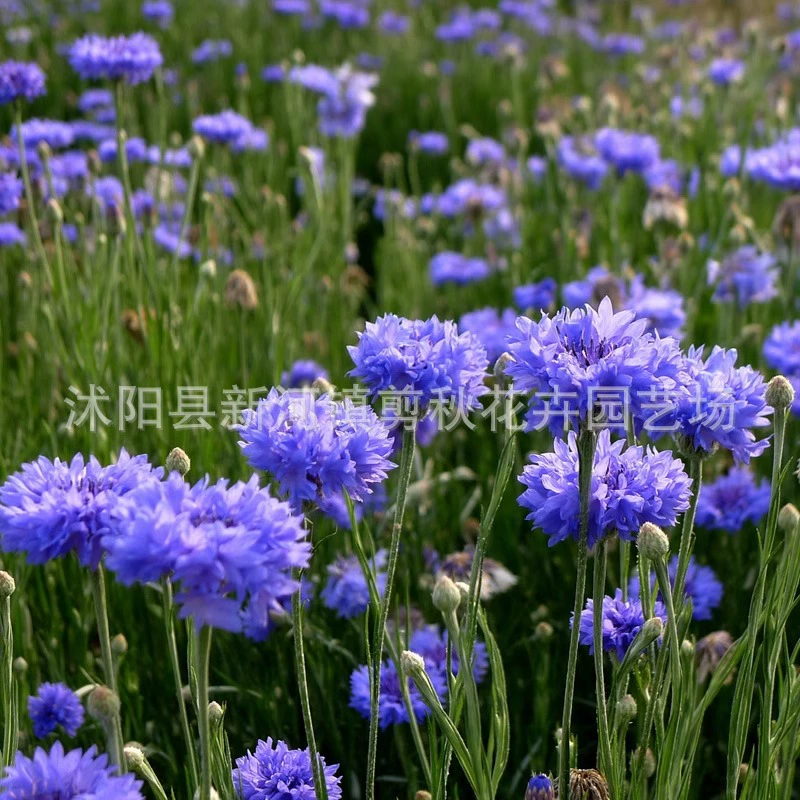 Василек Семена Весенний Посев Сад Пейзаж Цветок Море Садоводство Озеленение Цветы Семена Цветов Холодостойкие Семена Цветов