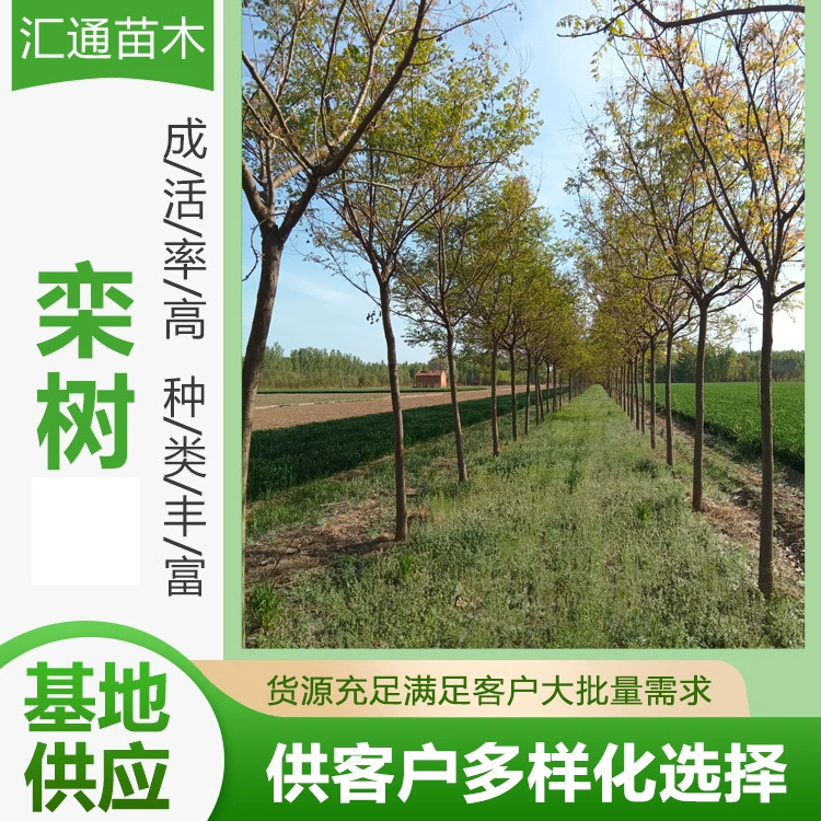 8— 18cm Catalpa Beijing Catalpa Garden Инженерные работы Зеленение дорог Саженцы Catalpa Двор Тротуар Пейзажные деревья