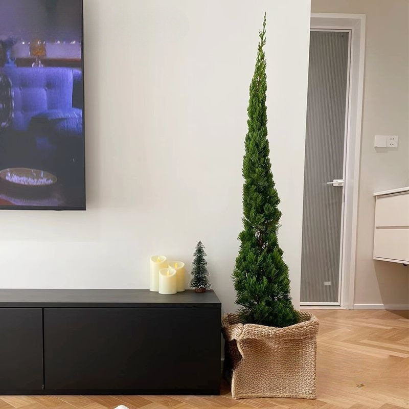 鲜切龙柏树枝圣诞节装饰水培养持久续航真树龙柏观赏真绿植柏树枝