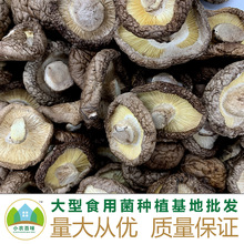 茶花菇 茶花菇品牌 图片 价格 茶花菇批发 阿里巴巴 茶花菇 茶花菇品牌 图片 价格 茶花菇批发 阿里巴巴