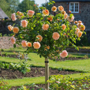 Tree Stump Rose Garden Tall Pole Tree-Shaped Grafted Large Flower Two-Color Vine Rose Fragrant Garden Lollipop