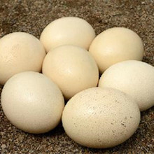 鸵鸟种蛋多少钱一枚 河南地区哪里有出售的吗