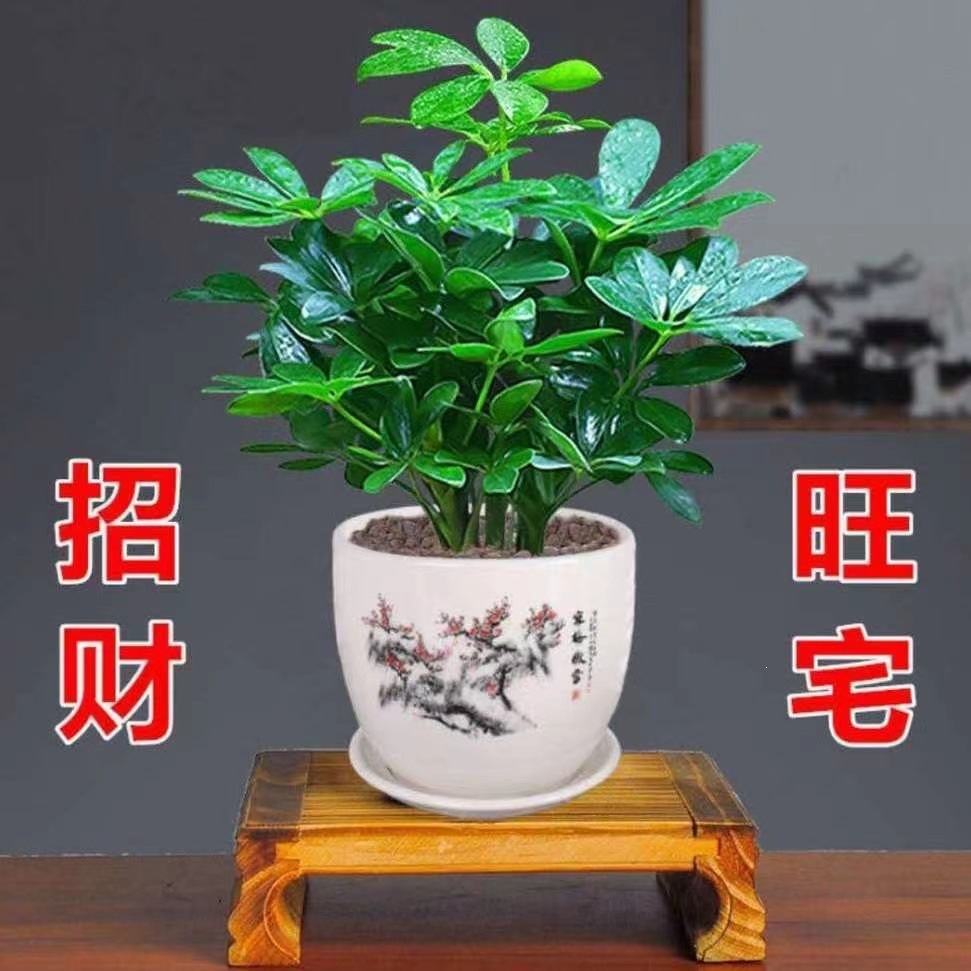 八方来财鸭脚木四季常青室内阳台桌面绿植盆栽花卉发财树苗七叶莲