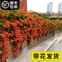 植物耐寒四季庭院花卉
