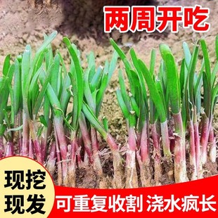 New Leek Root Seedlings Now Dug Purple-Red Root Leek Root Seedlings Balcony Potted Vegetables All Year Round Green Local Vegetable Seedlings