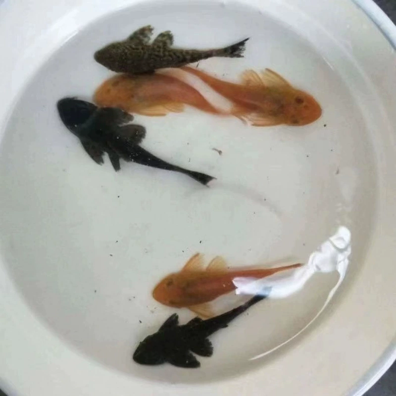 Где‑то очищающие рыбы-кильки для аквариума Pleco — рыбки-поглотители с присасывающим ртом, живые декоративные, размеры 3–9 см, один или мультиупаковка