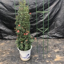 黃瓜架西紅柿番茄攀爬支架爬藤植物支架茄子架豆角爬藤架支柱園藝