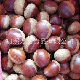出口保鲜板栗,山东大板栗