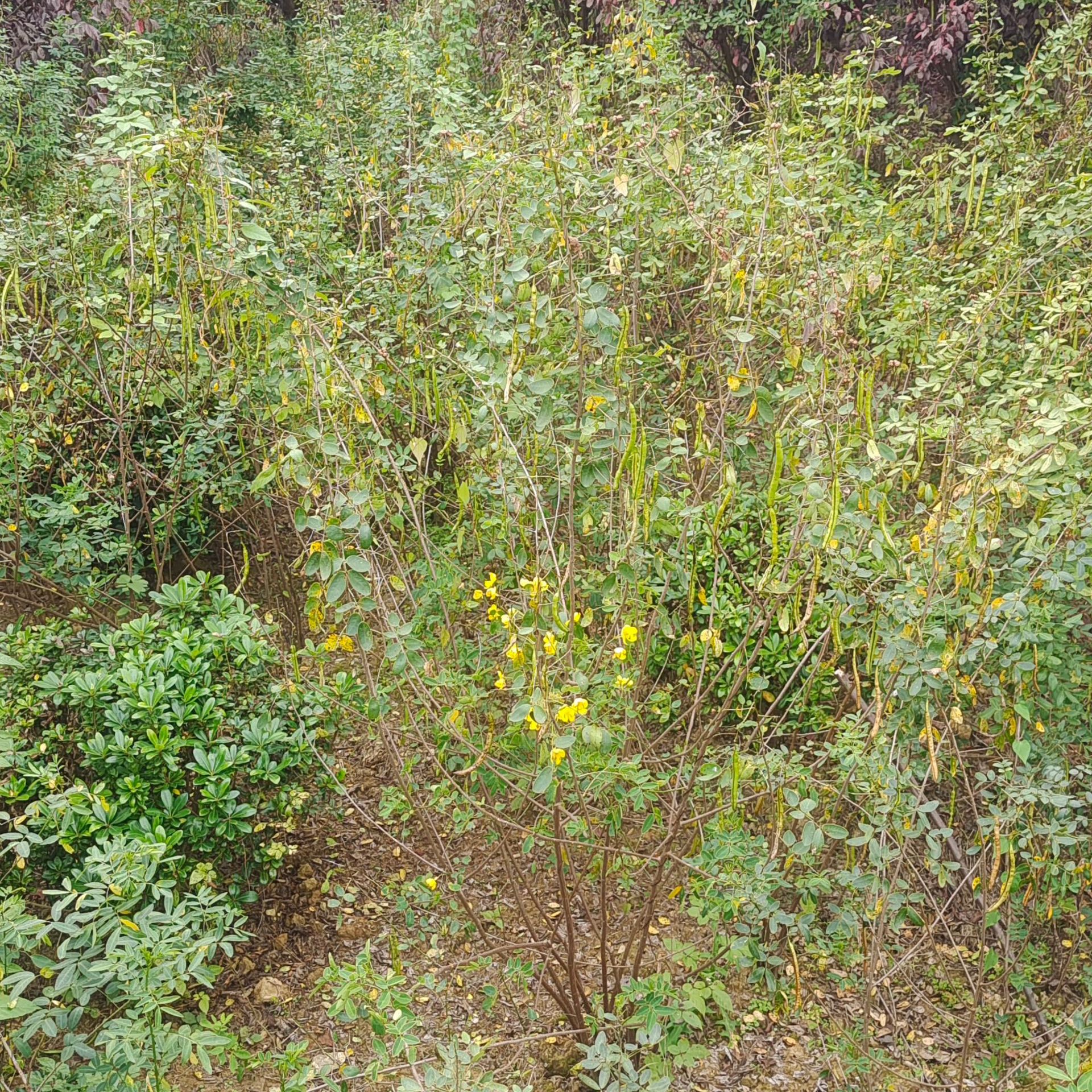 批发黄花槐 湖南黄花槐树苗花色迷人观赏乔木 丛生黄花槐价格优惠