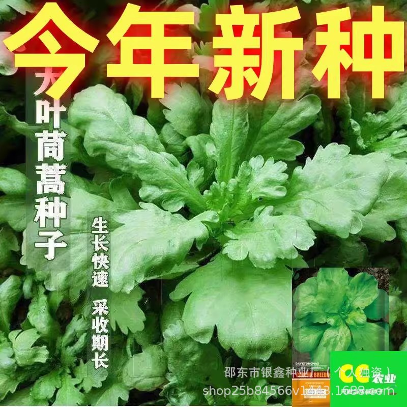 Large-leaf chrysanthemum seeds small-leaf chrysanthemum seeds vegetables original four-season vegetables encyclopedia wholesale balcony four seasons