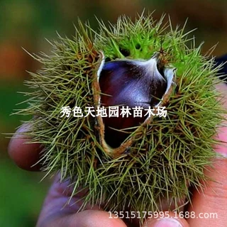 青毛软刺板栗苗树嫁接地栽南方北方种植当年结果特大板栗树果树苗