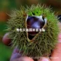 南方北方嫁接特大果树苗