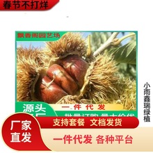 九家板栗苗树嫁接栗子苗良种锥栗苗南北方种植大红袍板地栽果树苗