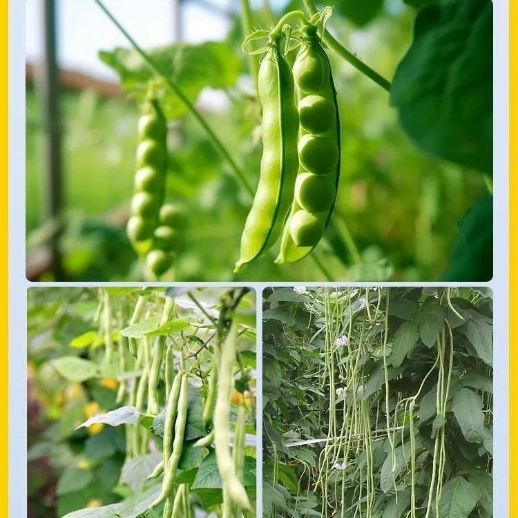 豆病菌清用特殊微生物剤、豆、マメ、大豆、豆類専用葉面肥料|undefined