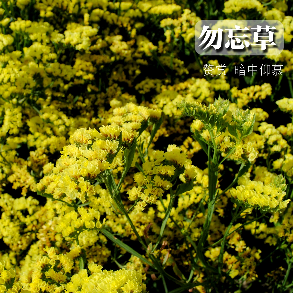 Оптовая продажа, не забудьте не семена трав, четыре сезона посева и цветения, легкие для жизни цветочные семена, морозостойкие, двор, открытый цветок, морское Горшечное растение