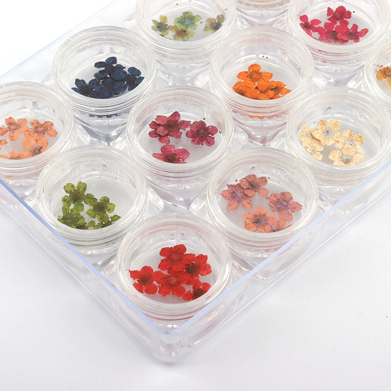 Трансграничная японская маникюрная наклейка Нарцисс с пятилепестковым цветком для ногтей Настоящий цветок Маленький цветок сливы 24 36 Цветочный цветок в бутылках Сухой цветок