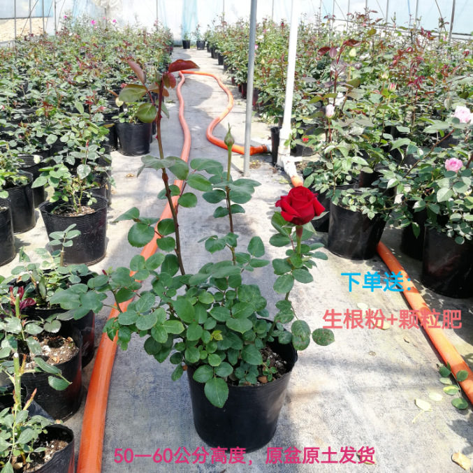 灌木月季大花月季大苗浓香带花苞庭院阳台观花四季开花卉绿植盆栽