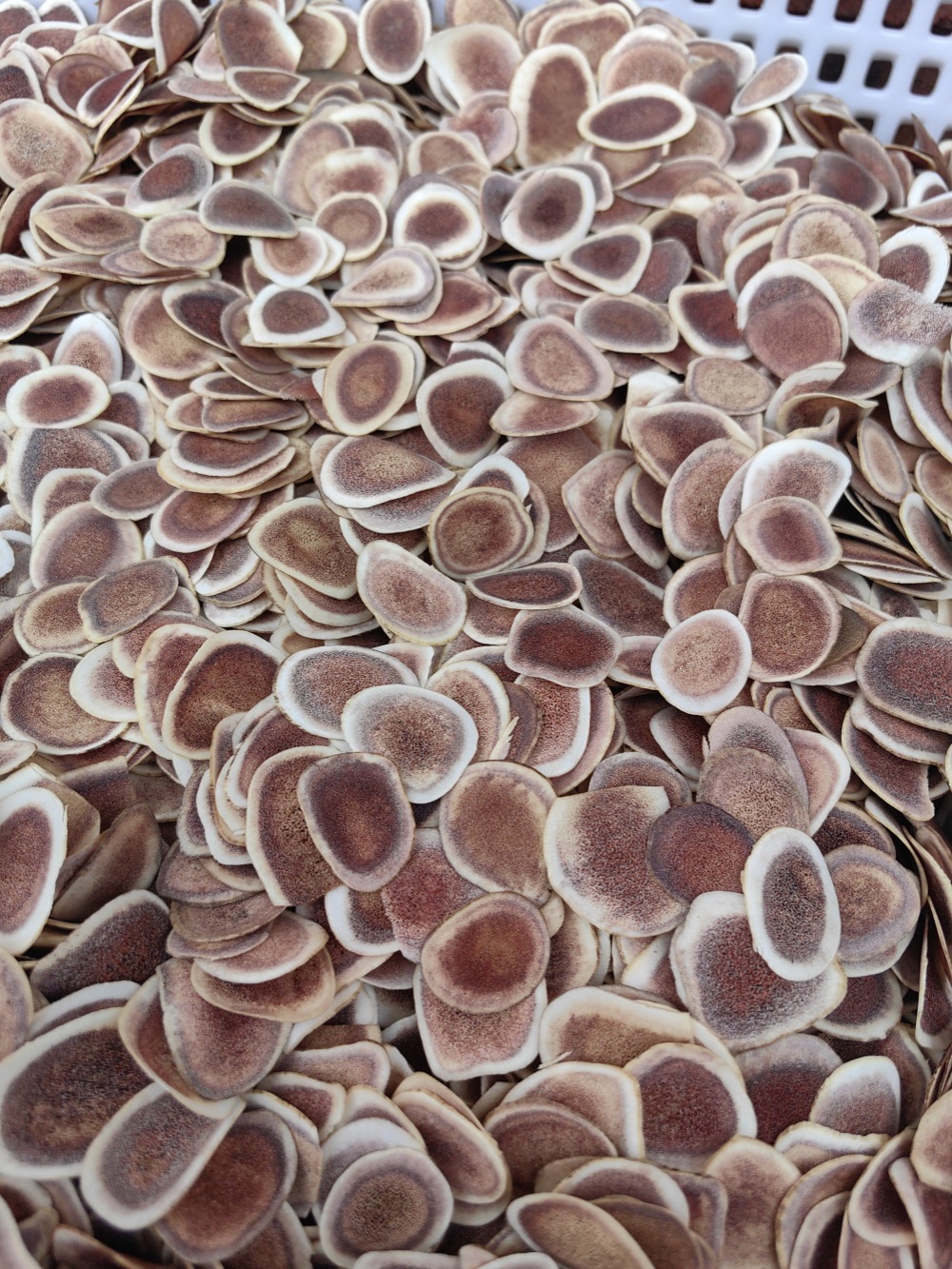 Deer Antler Slices Lu Rong Pian Dried TCM Herb Slices for Decoction and Infused Wine 500g overview