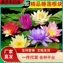 һ�����l˯ɏˮ��ֲ���ļ�ˮ�B�ɻ�ˮɏ�����Ի���ˮ������˯ɏ��