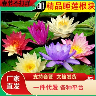 һ�����l˯ɏˮ��ֲ���ļ�ˮ�B�ɻ�ˮɏ�����Ի���ˮ������˯ɏ��