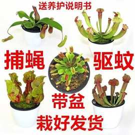 水培捕蝇草盆栽食虫草食人花驱蚊草猪笼草吃虫抓虫懒人花卉绿植物