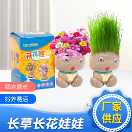 植物工艺品;盆栽